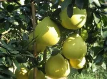 Помело при вагітності шкода чи користь шкода