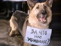 Чому в Україні люди вбивають собак, а собаки - людей — pora_valit люди