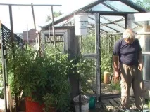 Помідорне дерево та відро овочів помідорне