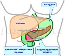 Підшлункова залоза особливості будови та функції, що сприяють її хворобам підшлункова