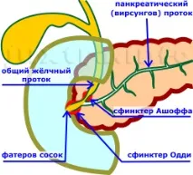 Підшлункова залоза особливості будови та функції, що сприяють її хворобам підшлункова
