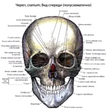 анатомия анатомия