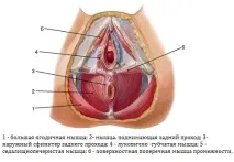 Причини опущення матки та методи діагностики та лікування порушення матки