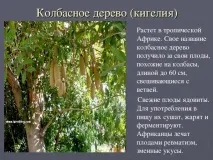 нашата красива