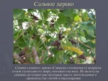 красива нашата