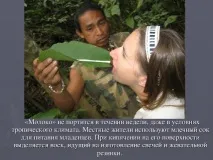 презентация красива