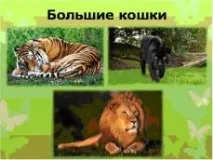 презентация презентация