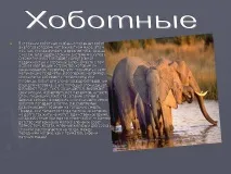 Презентація на тему - Загони ссавців - з Біології для 7 класу загони