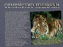 Презентація на тему - Загони ссавців - з Біології для 7 класу ссавців
