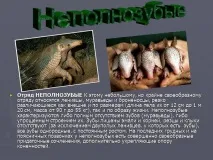 Презентація на тему - Загони ссавців - з Біології для 7 класу тему