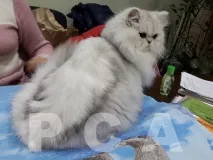 прием клуб