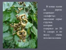 планета презентация