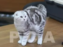 клуб котки