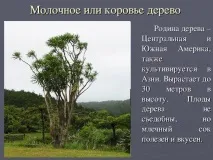 красива красива