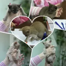 cats клуб