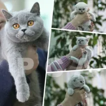 клуб котки