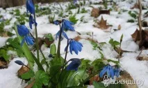 Проліск або сцилла сцилла