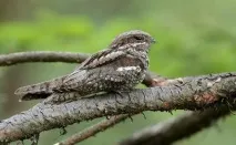 nightjar видове