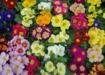 Примула висока способи підготовки та пророщування насіння, догляд за рослиною, лікарські властивості висока