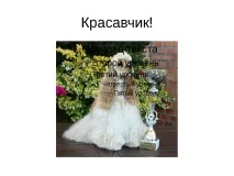 Проект-презентація - Американський кокер спанієль - найкрасивіший собака проект-презентація