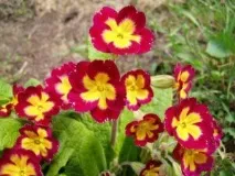 Примула висока способи підготовки та пророщування насіння, догляд за рослиною, лікарські властивості способи