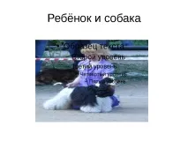 Проект-презентація - Американський кокер спанієль - найкрасивіший собака кокер
