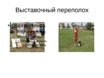 Проект-презентація - Американський кокер спанієль - найкрасивіший собака проект-презентація