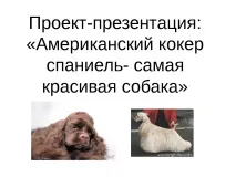 Проект-презентація - Американський кокер спанієль - найкрасивіший собака американський