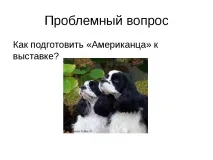 Проект-презентація - Американський кокер спанієль - найкрасивіший собака американський
