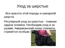 Проект-презентація - Американський кокер спанієль - найкрасивіший собака спанієль