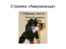 Проект-презентація - Американський кокер спанієль - найкрасивіший собака американський