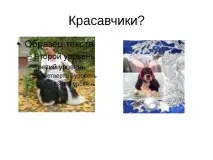 Проект-презентація - Американський кокер спанієль - найкрасивіший собака спанієль