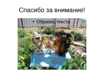 Проект-презентація - Американський кокер спанієль - найкрасивіший собака кокер