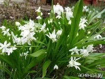Проліск або сцилла сцилла