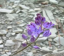 Проліск або сцилла сцилла