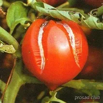 здравословна болестта Rhizopus