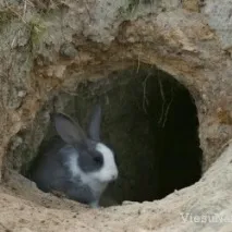 зайци Разплод зайци