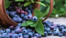 Рецепт чорничноголікеру - Рецепти домашнього алкоголю чорничноголікеру