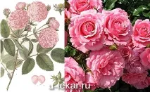 роза