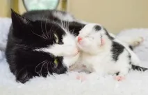 catstoday