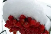 приготвяне рецепта