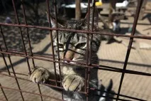 руските арестуват