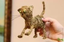 репортаж котките