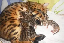 котів