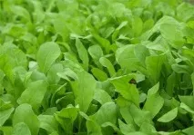 rucola противопоказания