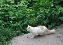 Рейтинг новобудови житловий комплекс на Ошарській ошарській