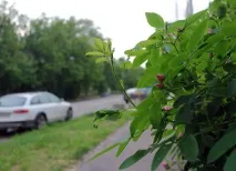 Рейтинг новобудови житловий комплекс на Ошарській ошарській