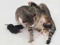 котів