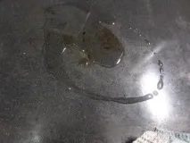 рибка