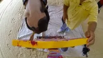 като като
